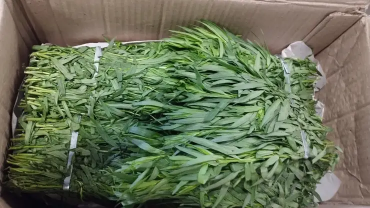 В Красноярский край ввезли более 1 тонны мяты и тархуна из Армении