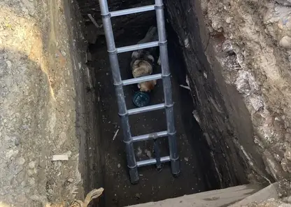 Упавшую в колодец собаку спасли в Енисейске Красноярского края