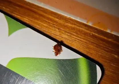 В Красноярске гость обнаружил клопов в одном из хостелов