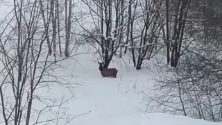 В Красноярском крае дикие маралы вышли к людям в поисках еды В Красноярском крае дикие маралы вышли к людям в поисках еды