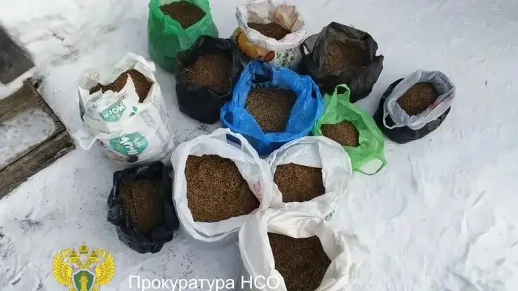 Собрал 9 кг конопли возле дома: 56‑летнего жителя Новосибирской области ждёт суд