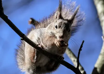 60 человек в Томской области пострадали от укусов диких животных с начала года