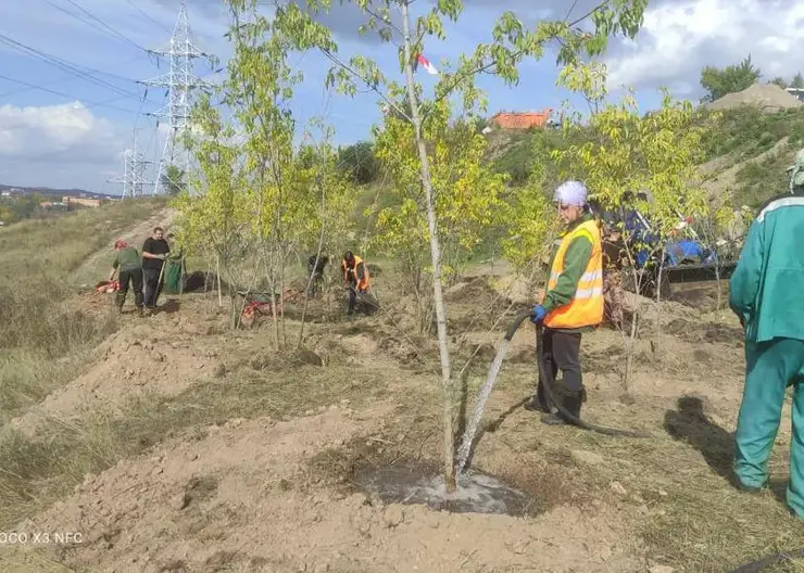 53 клена высадили на Караульной горе в Красноярске