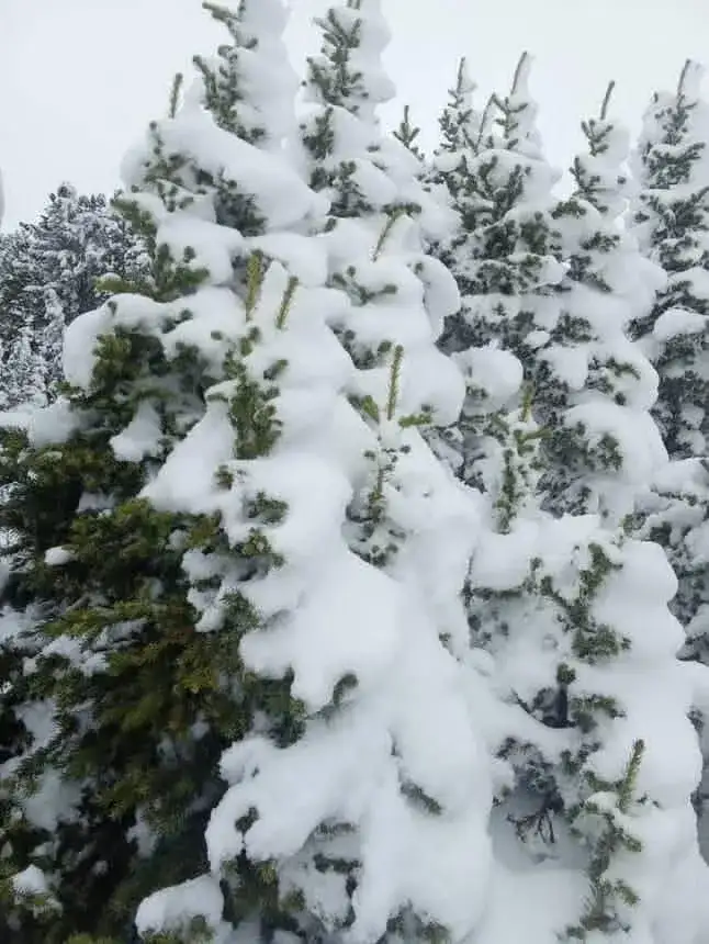 Фото: t.me solundar04