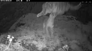 На юге Красноярского края шалости ирбиса Таджички и ее котят покорили соцсети На юге Красноярского края шалости ирбиса Таджички и ее котят покорили соцсети