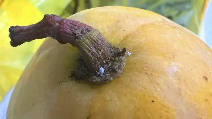 В Красноярске выявили больше 6 тонн манго с опасным вредителем