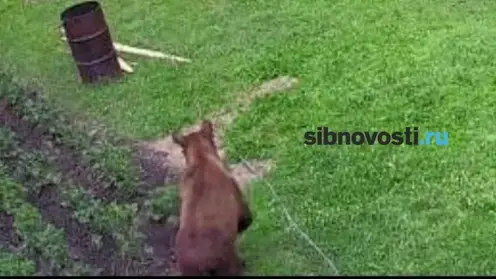 В селе под Красноярском медведь загрыз алабая