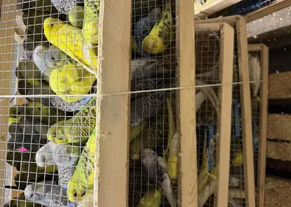 В Красноярск из Кыргызстана привезли более 700 попугаев