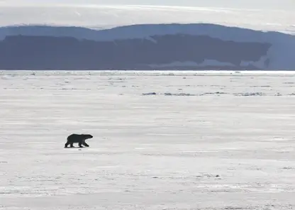 Белый медведь напал на семью во время рыбалки на севере Красноярского края