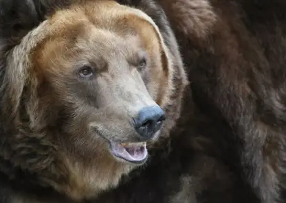 В Томской области медведи вышли из спячки