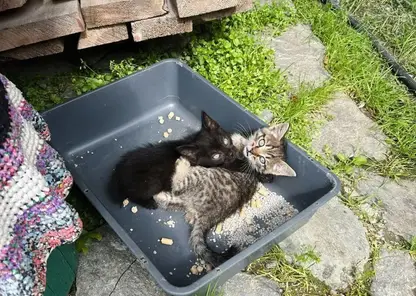 Мэр города в ХМАО пристраивает котят через соцсети