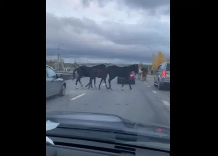 В Красноярске движение автомобилей перекрыл табун лошадей