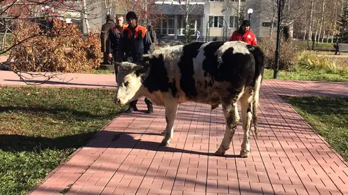 Жителей Кемеровской области напугал гуляющий по парку буйный бык
