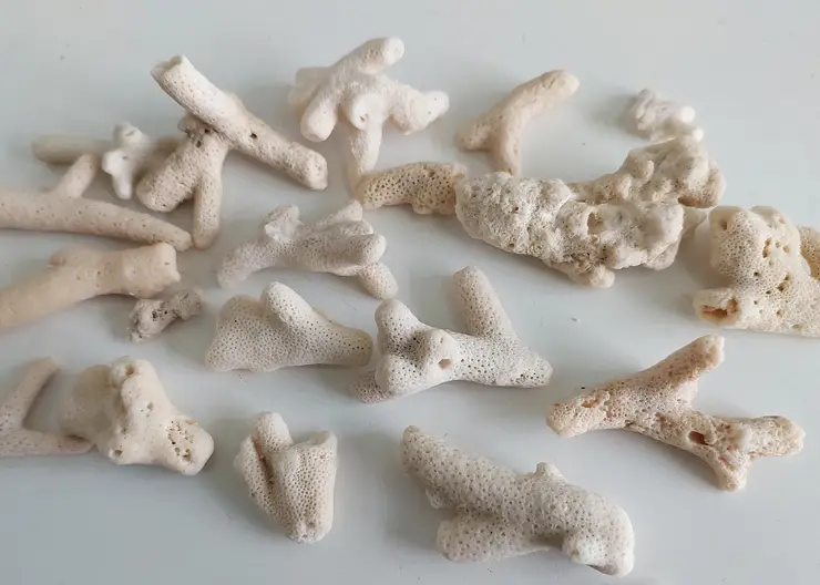 Новосибирские таможенники изъяли 22 коралла у туриста из ОАЭ