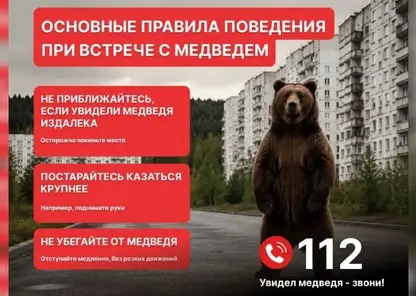 Режим повышенной готовности из-за медведей ввели в Красноярске