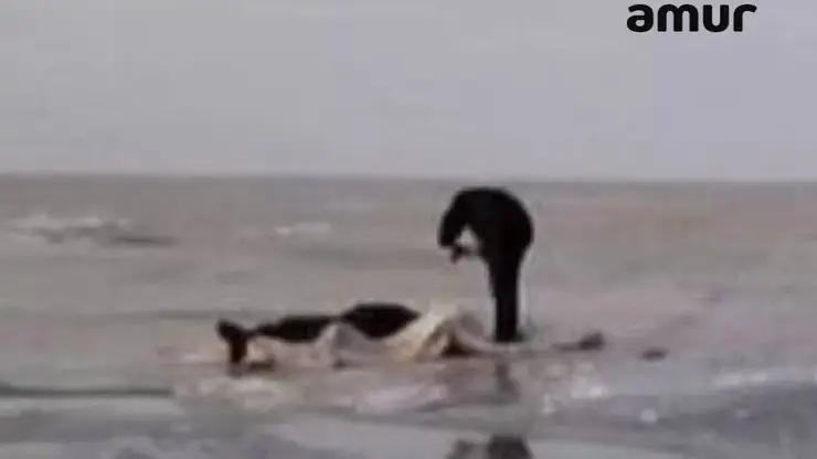 В Приморье рыбаки провалились под лед на машине и утонули