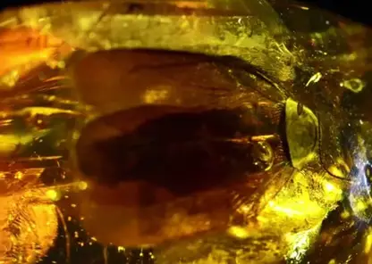 На Калининградском заводе в янтаре нашли древнего таракана возрастом 35-40 миллионов лет