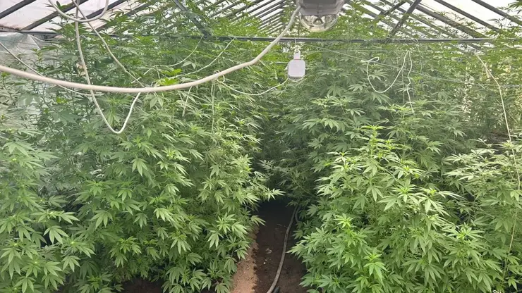 Камчатский дедушка «вырастил» себе уголовное дело: у пенсионера изъяли плантацию конопли в домашней теплице