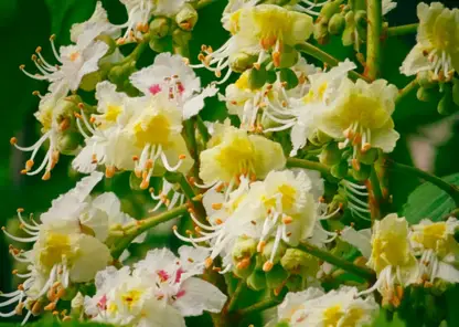 Чудо в сибирском климате: в Красноярске зацвели каштаны