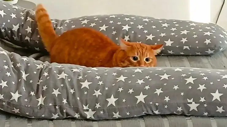 В Красноярске девушка судится с бывшим из-за кота Кексика