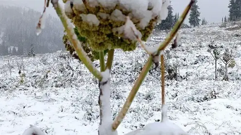 Внезапная зима в Ергаках: первый снег засыпал юг Красноярского края