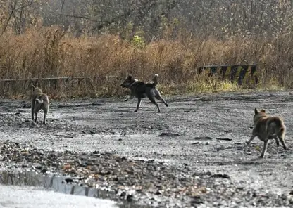 Домашние собаки покусали женщину в Большой Мурте Красноярского края