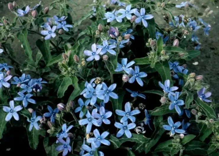 В Омской области уничтожена крупная партия зараженных цветов из Китая