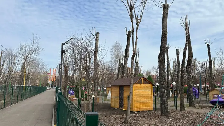 Экологическая катастрофа в парке «Троя»: деревья изуродованы варварской обрезкой