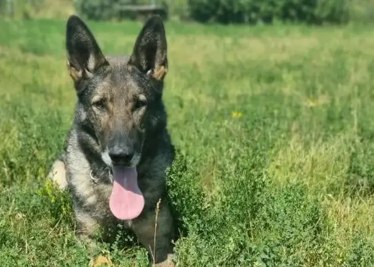 Красноярская полиция ищет новый дом для 8-летнего пса Жигая