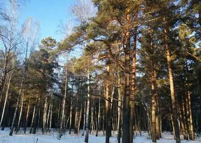 Похолодание до -36 градусов ожидается в Красноярском крае