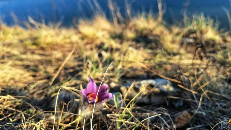 На майских праздниках красноярцев ждет летняя погода