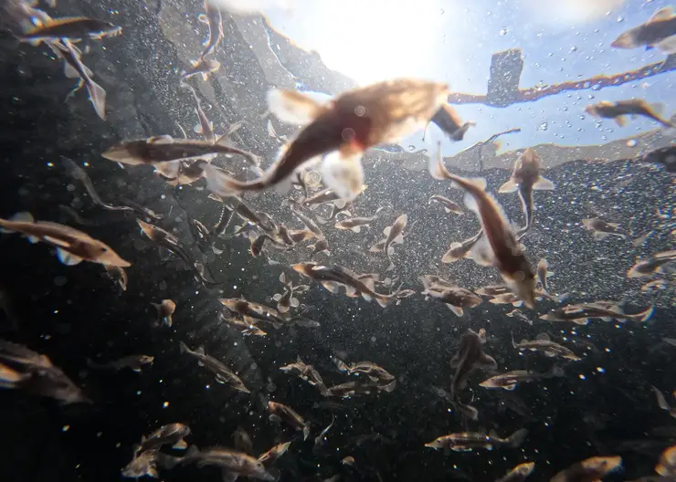 Программа зарыбления Енисея успешно выполнена «Норникелем» в 2025 году