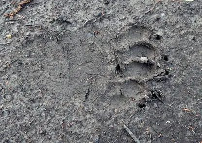 В Иркутской области медведь пришел на участок частного дома и утащил шкуру козла