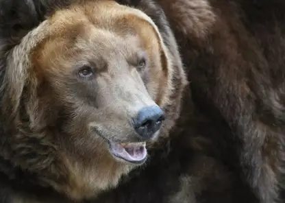 Рядом с Дудинкой заметили бурого медведя