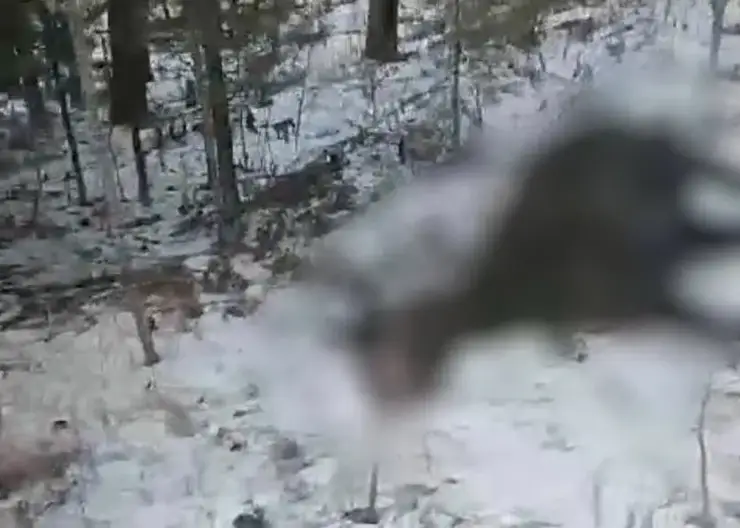 В Ачинском районе обнаружили три мертвых лошади в лесном массиве