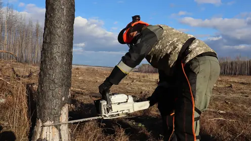 Лесные пожарные Красноярского края осваивают профессию летчика-наблюдателя