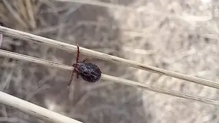 Сезон клещей официально открыт в Красноярске: зафиксирован первый случай присасывания