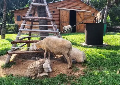 Страусиная ферма под Омском открывает летний сезон с новыми животными 1 мая