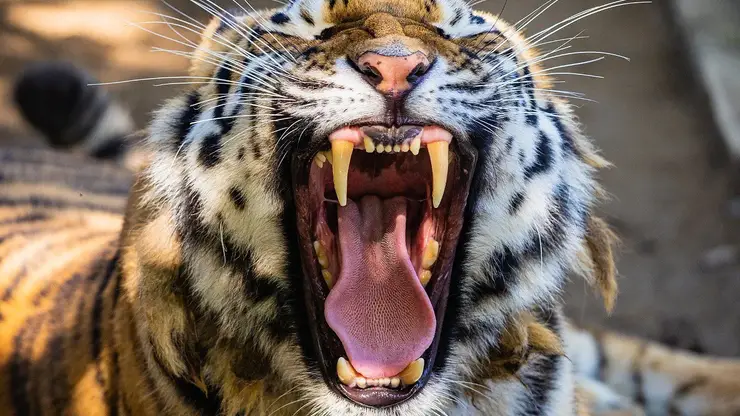 В честь Дня тигра «Роев ручей» назвал топ-5 доказательств величия полосатых хищников