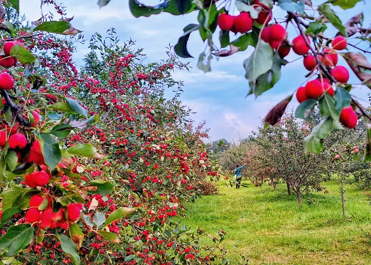 Красноярцам рассказали, какие продукты эффективно очищают организм