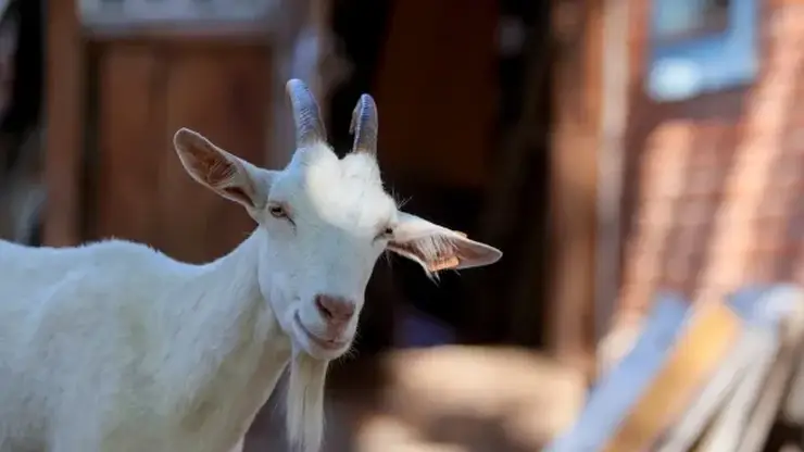 Красноярец требует вернуть 10 тысяч за козу, которая дала мало молока