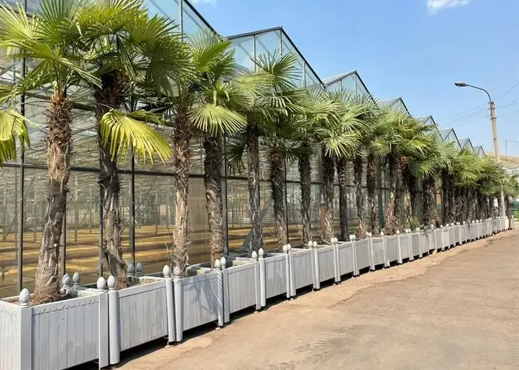 Пальмы и туи вернулись на улицы Красноярска после зимовки (видео)