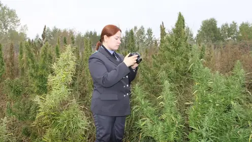 В Красноярском крае очищено от дикорастущей конопли свыше 1143 гектаров земли