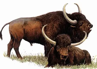 Останки древнего бизона нашли в заповеднике «Тунгусский»