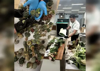 В Красноярске уничтожили 15 кг экзотических растений из Таиланда