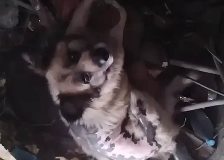 В Ачинске в открытый люк провалилась старенькая собака