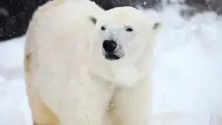 В арктических регионах России появится сеть «медвежьих патрулей» В арктических регионах России появится сеть «медвежьих патрулей»