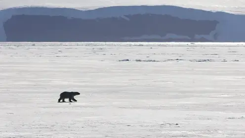 Белый медведь напал на семью во время рыбалки на севере Красноярского края