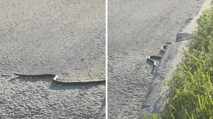 Черные змеи терроризируют детскую площадку в Новосибирске: местные жители в панике