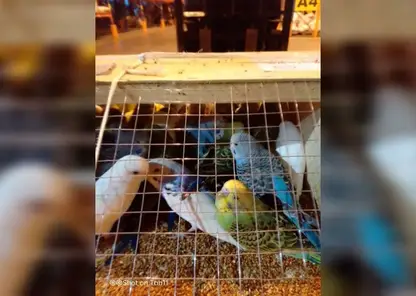 12 партий попугаев ввезли в Красноярский край из Кыргызстана с начала года